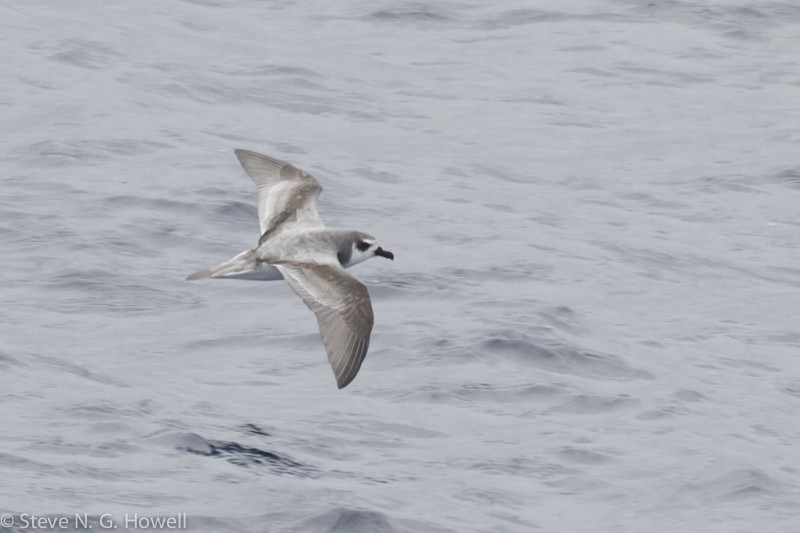 De Filippi’s (or Masatierra) Petrel can be common during the first few days. Credit: Steve Howell